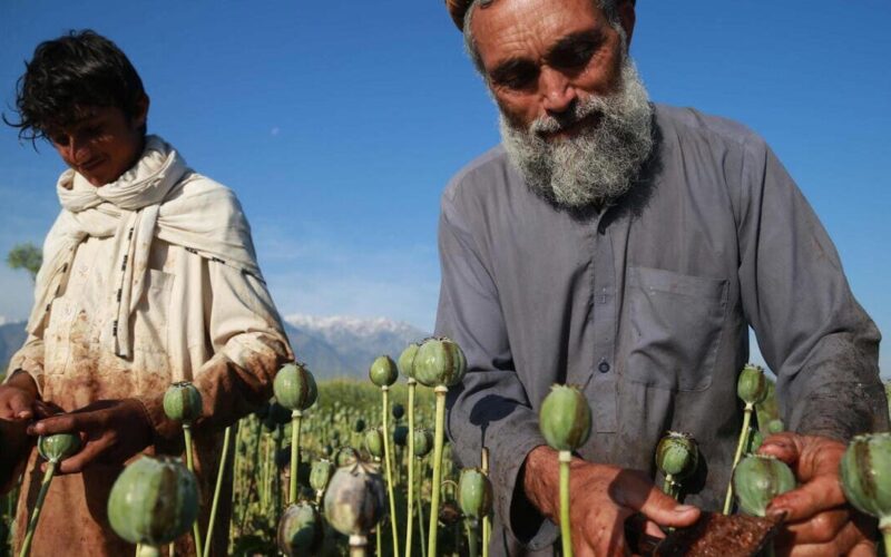 Netto Calo della Coltivazione di Papavero in Afghanistan sotto il Rigido Controllo dei Talebani